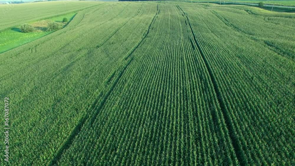 Aerial shoot of corn field. Fly above field. Aerial shoot of corn field. Fly above field.