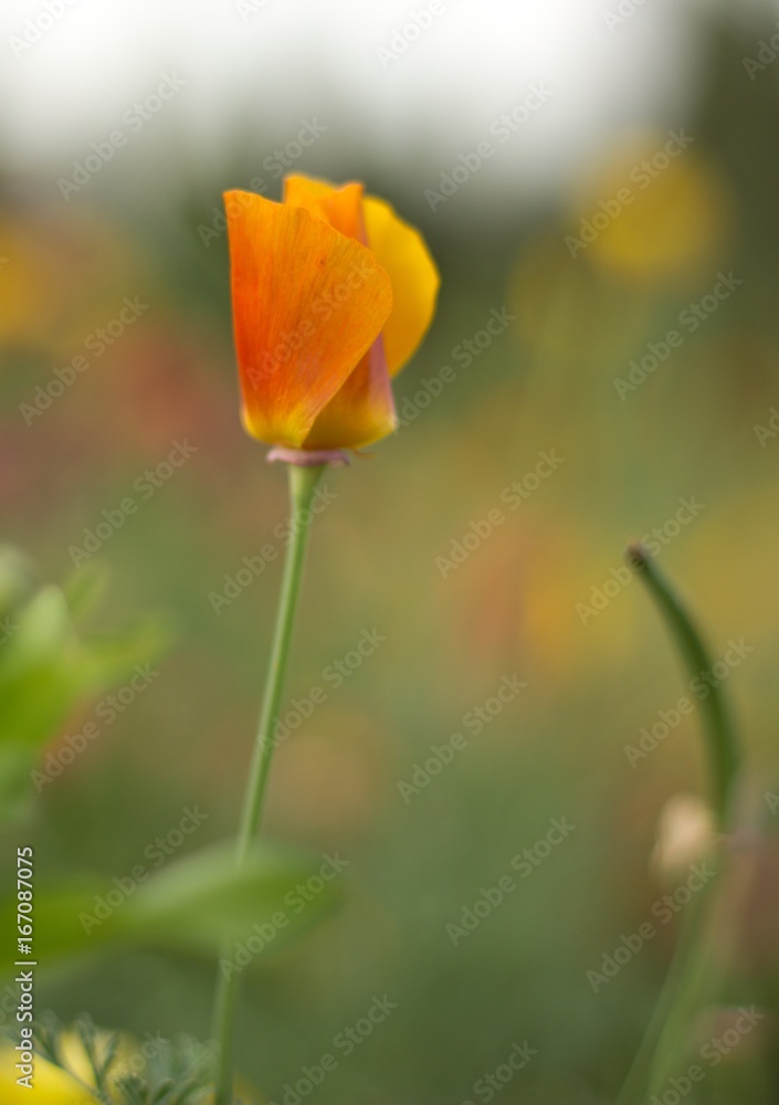 Orange flower Orange flower