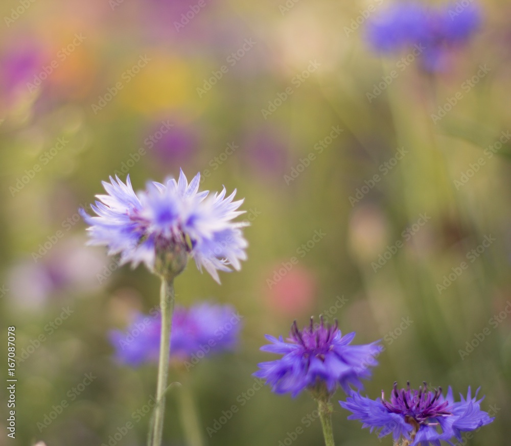 Blue bloom Blue bloom