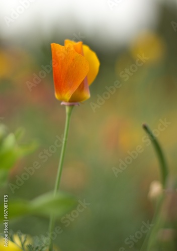 Orange flower