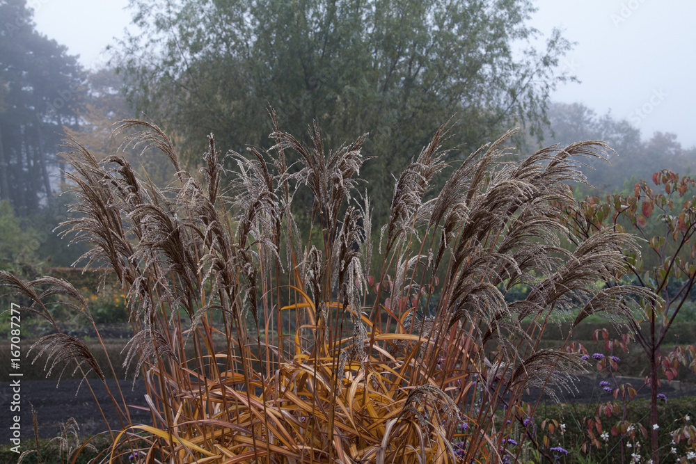 Fototapeta premium Autumn in Malmö
