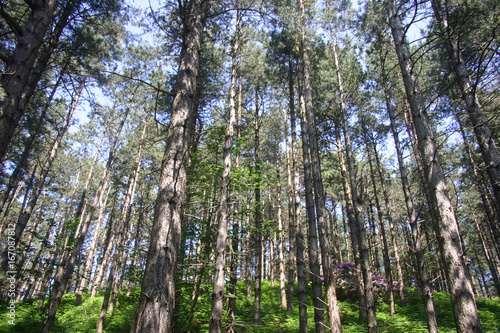 Conifer trees on hill