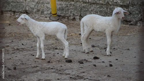 Ovis aries Hausschaf Pecora Domaća Sauðfé Πρόβατο Cừu nhà Овца Owca Skaap Evcil koyun 綿羊 Pecore Får Ոչխար video Oveja ovca Pecorella گوسفند Sheep domowa Capretto Mouton  photo