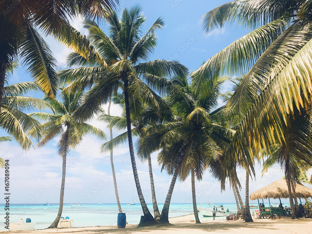 Green palms raise up to the sky on the sunny beach
