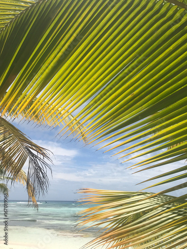 Broad palm leaves raise up to the skies