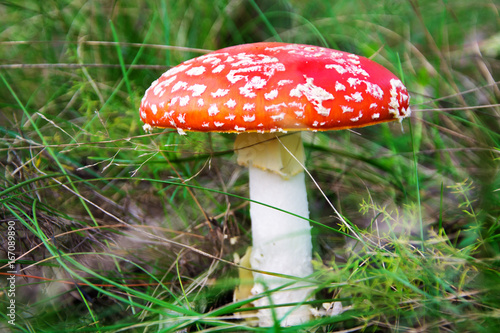 Amanita muscaria in the grass