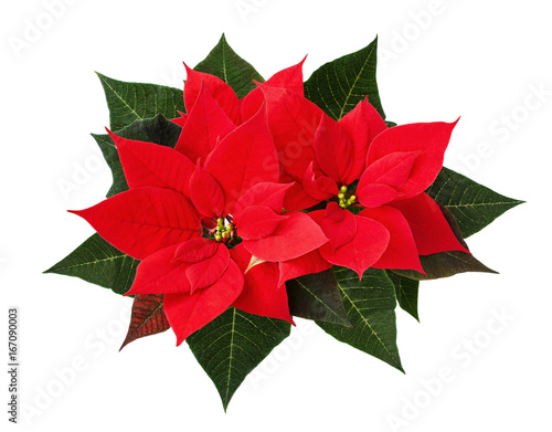 Konstfotografi Christmas poinsettia flowers