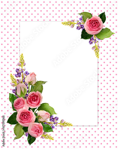 Pink rose flowers and buds ...