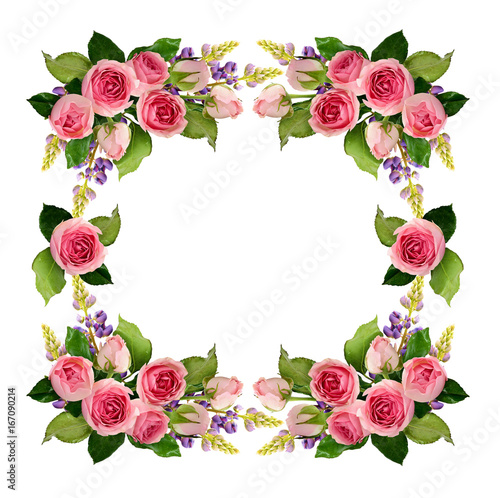Pink rose flowers and buds ...