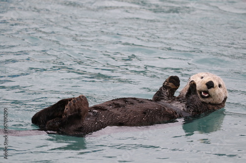 Seeotter im Hafen von Seward, Alaska