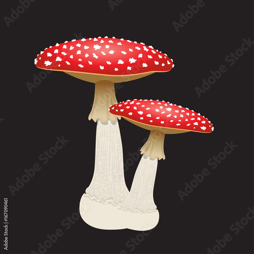 Two fly agaric mushrooms isolated on black background. Vector Illustration