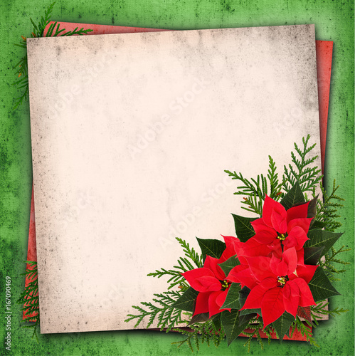 Christmas red poinsettia fl...
