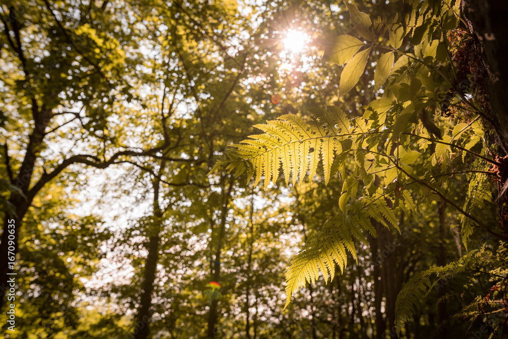 Fototapeta premium Urwald