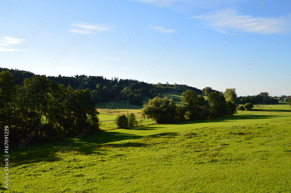 Obraz premium Saftige Wiese mit Bäumen