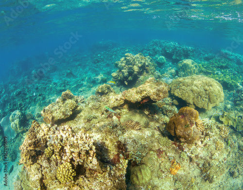 Underwater landscape with coral reef. Hard coral shapes. Small coral fishes.