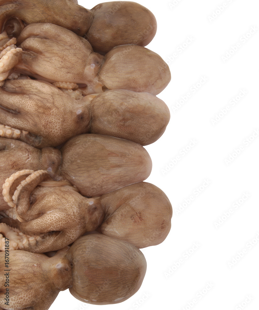 Fototapeta premium Fresh octopus isolated on white with room for text