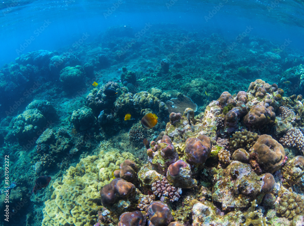 Obraz premium Oceanic biosphere. Tropical fishes in wild nature. Blue sea water wildlife.