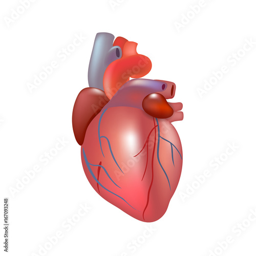 Realistic human heart isolated on white background.