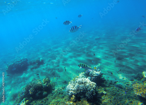 Underwater landscape with coral reef. Hard coral shapes. Coral fish undersea.