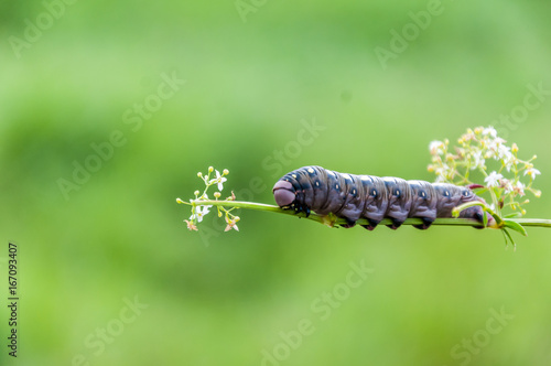 A large spotted black caterpillar without fir with smooth skin