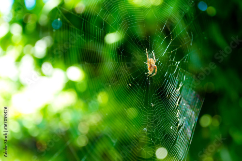 the spider sits on the web on green background