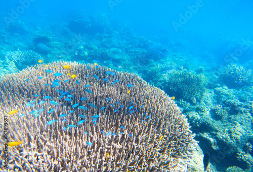 Tropic undersea coral landscape. Coral reef underwater. Blue and yellow tropical fish.