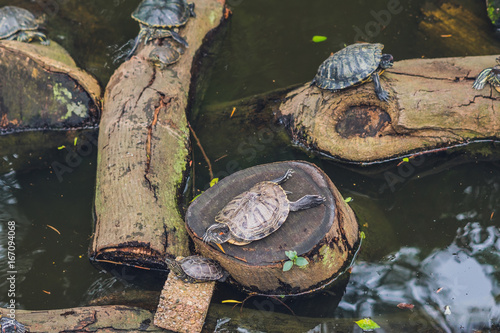 Western pond turtles enjoying the sun photo