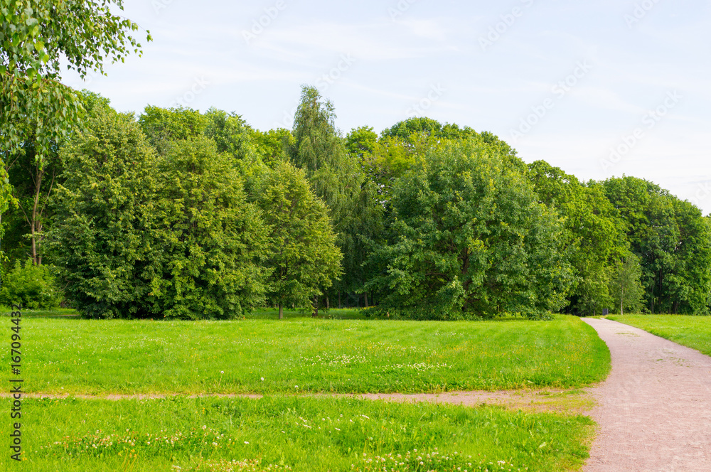 pathway to the summer forest. nature, background.