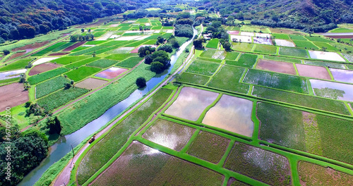 Green Rice Fields Filled with Water in Tropical Valley Surrounded by Mountains - Aerial Shot from Kauai, Hawaii