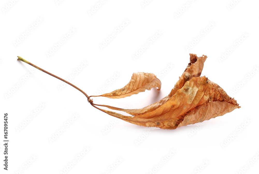 Dry chestnut tree leaves isolated on white background Dry chestnut tree leaves isolated on white background