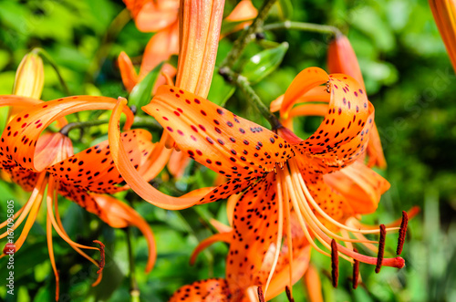 Tiger lily on a flowerbed in garden photo