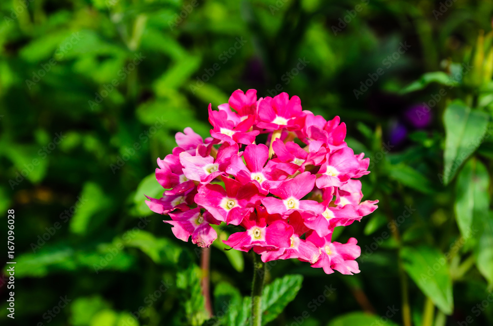 Pink phlox flower on a flowerbed in garden Pink phlox flower on a flowerbed in garden