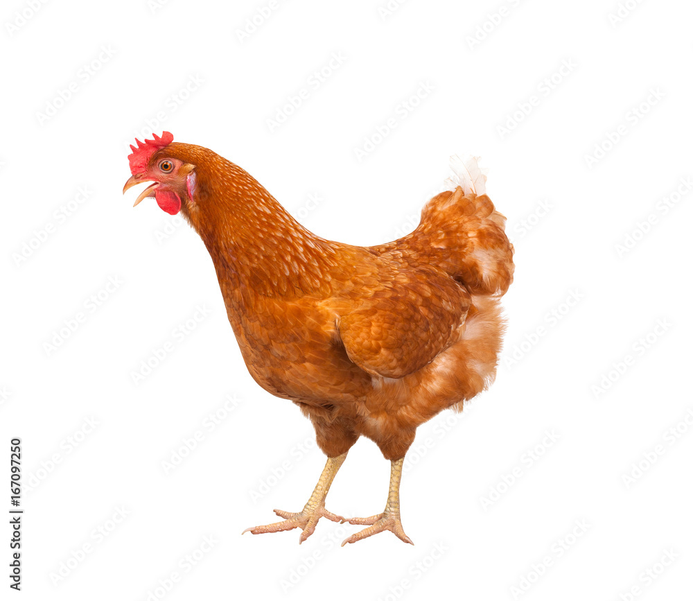 full body of brown chicken ,hen standing isolated white background use ...