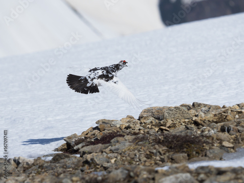 ライチョウ飛翔(rock ptarmigan) photo