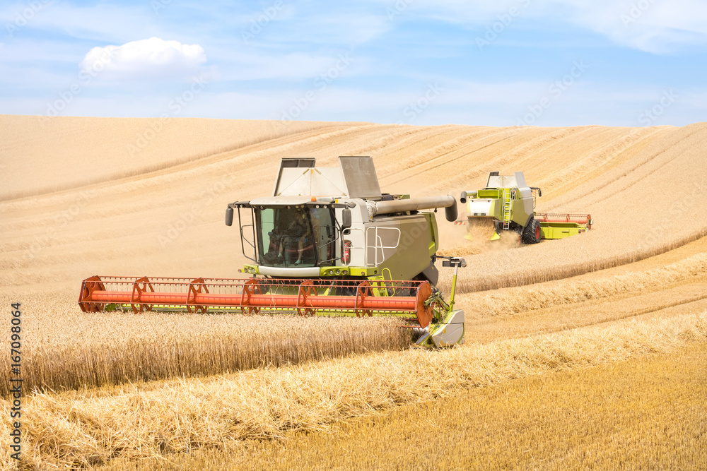 Obraz premium Harvest of wheat