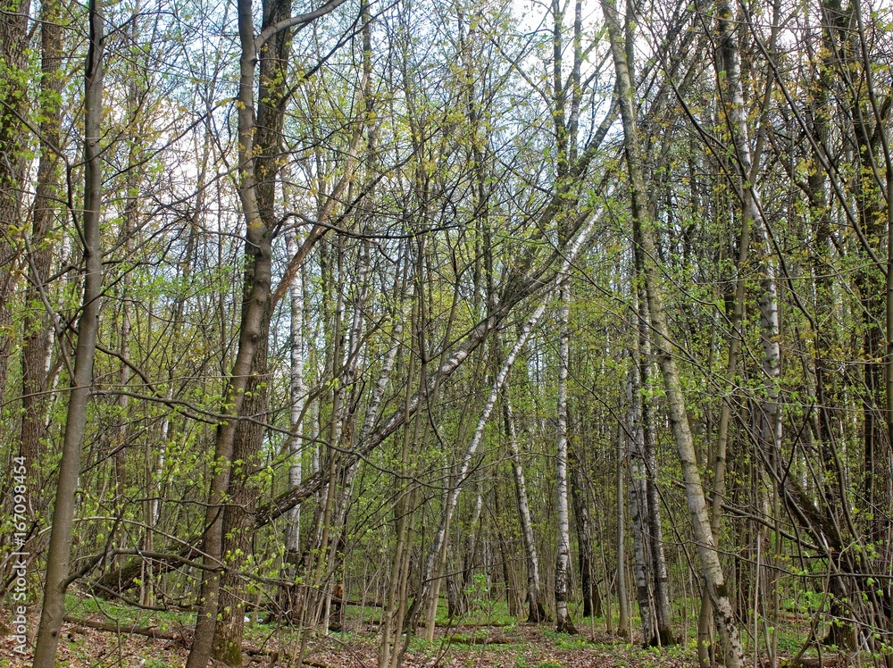 that brook in a Moscow Park in spring that brook in a Moscow Park in spring