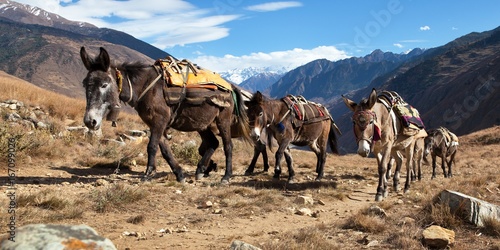 Caravan of mules in nepalese Himalayas photo