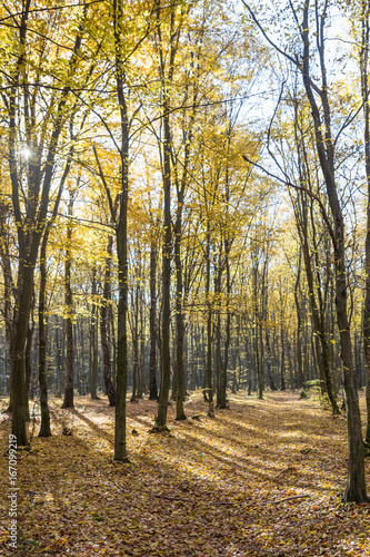 Bright sunrise light in yellow autumn forest