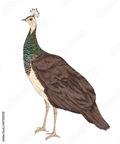 Peacock female on white background. Hand drawn vector illustration in watercolor style