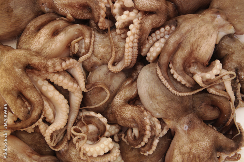 Fresh octopus background Fresh octopus background