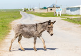 The donkey crosses the road