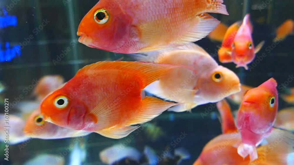 Parrot fish Parrot fish