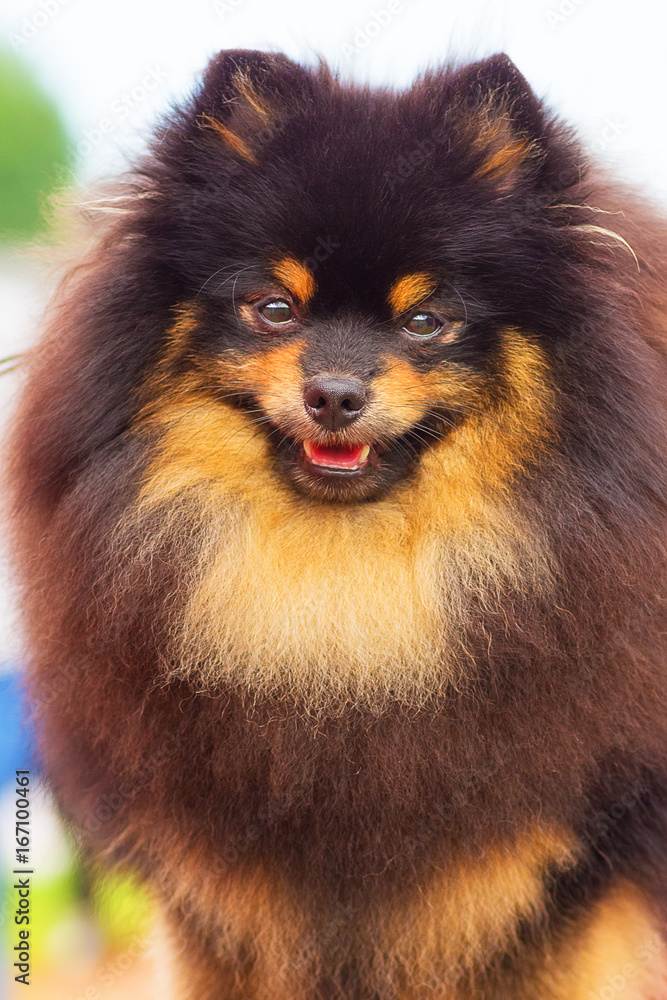 Obraz premium Pomeranian Spitz Close-up