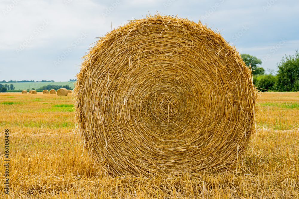 Hay packed in rolls