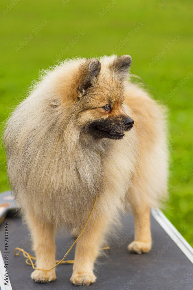 Pomeranian Spitz Close-up Pomeranian Spitz Close-up