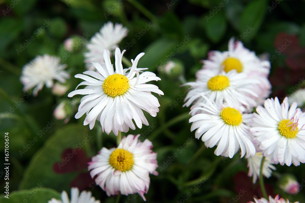 Garden flowers Garden flowers