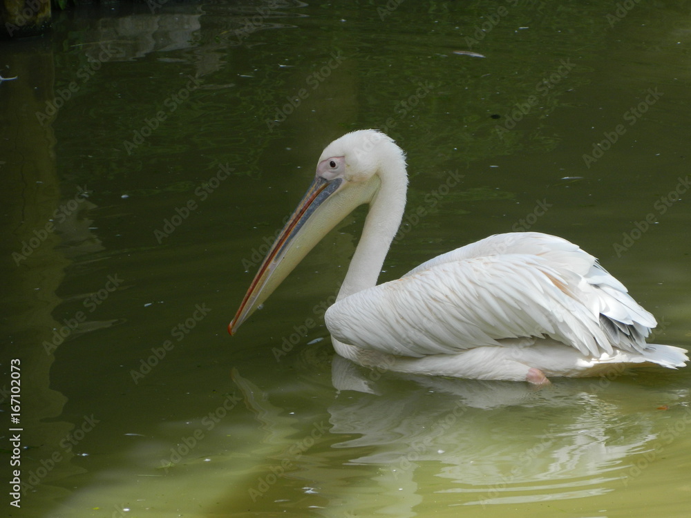 Pélicans Pélicans