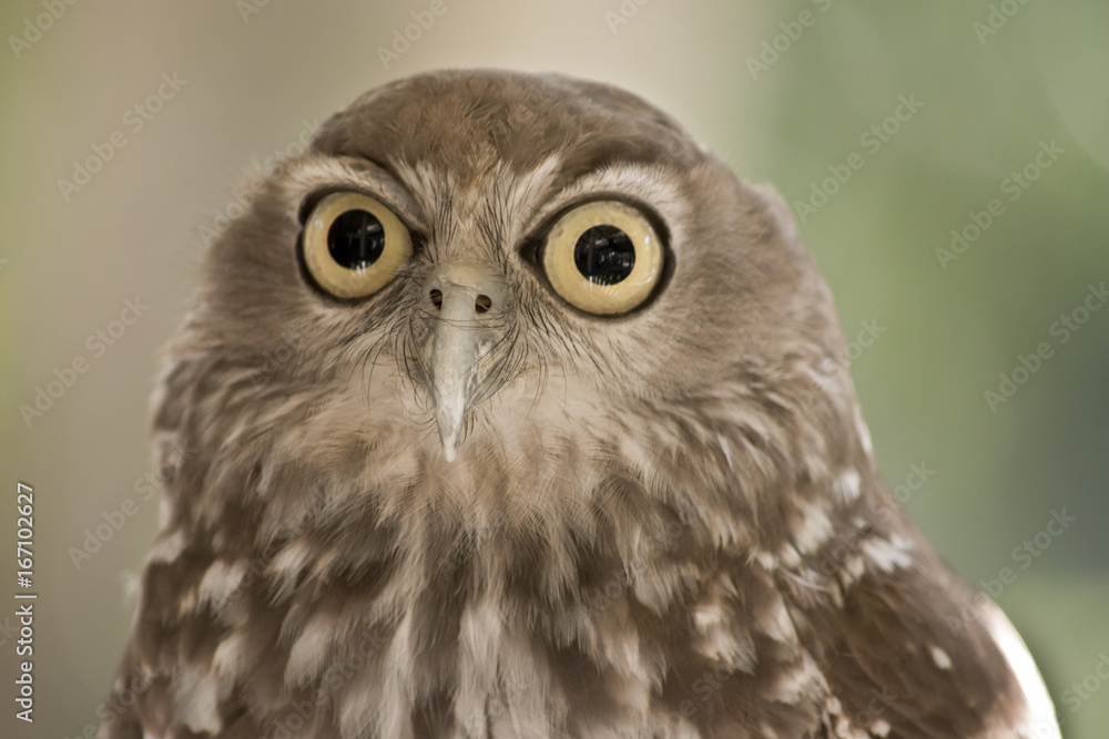 Obraz premium barking owl