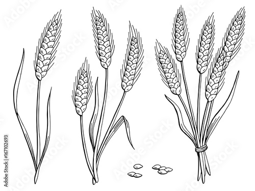 Wheat graphic black white isolated sketch illustration vector 