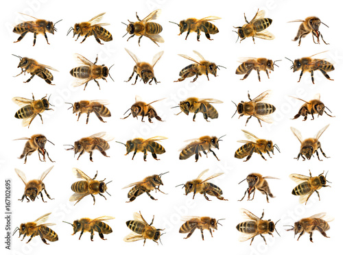 Fotografija group of bee or honeybee on white background, honey bees